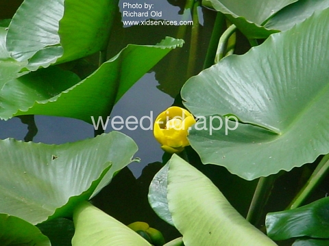 waterlily, yellow